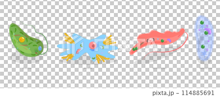 Flat  Conceptual Illustration of Protozoa Division, Educational Schema 114885691
