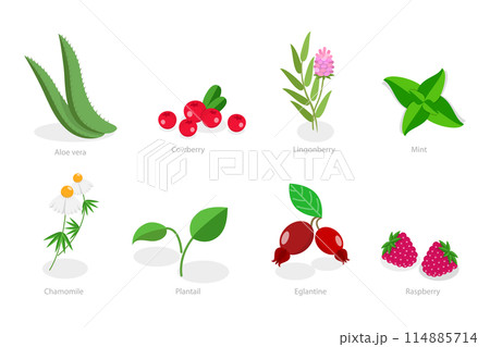 3D Isometric Flat Set of Medical Herbs And Berries, Natural Herbal Medication 3D Isometric Flat Set of Medical Herbs And Berries, Natural Herbal Medication 114885714