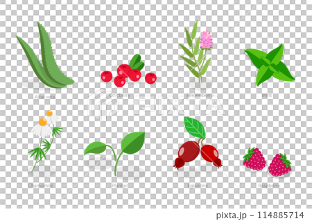 3D Isometric Flat Set of Medical Herbs And Berries, Natural Herbal Medication 3D Isometric Flat Set of Medical Herbs And Berries, Natural Herbal Medication 114885714