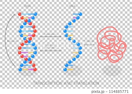 3D Isometric Flat  Illustration of Transcription And Translation , DNA Directed Synthesis of RNA 114885771