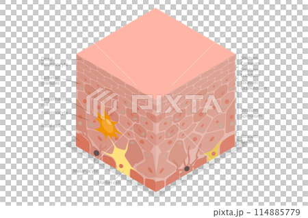 3D Isometric Flat Illustration of Epidermis Anatomy, Educational Medical Diagram 3D Isometric Flat Illustration of Epidermis Anatomy, Educational Medical Diagram 114885779