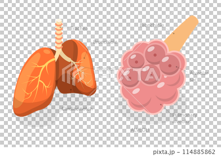 3D Isometric Flat Illustration of Pulmonary Alveolus, Gas Exchange in Lungs 3D Isometric Flat Illustration of Pulmonary Alveolus, Gas Exchange in Lungs 114885862