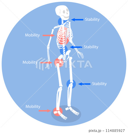 3D Isometric Flat  Illustration of Joint Stability Or Body Mobility , Human Skeleton Movement and Position 114885927