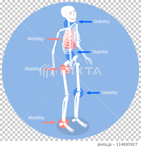 3D Isometric Flat  Illustration of Joint Stability Or Body Mobility , Human Skeleton Movement and Position 114885927