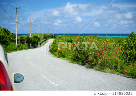 沖縄　ハイビスカスが咲き乱れる道をドライブ 114886025
