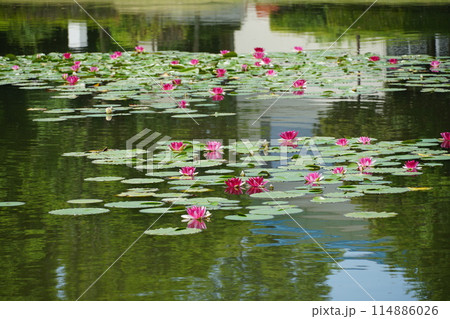 赤色のスイレンの花が咲く風景 114886026