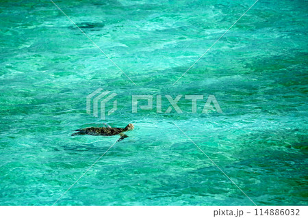 沖縄　美しい海面に顔を覗かせるウミガメ 114886032
