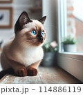 見上げる猫 114886119