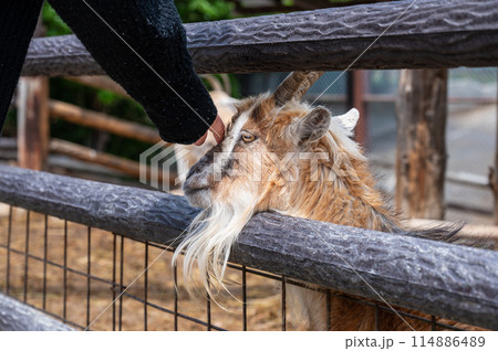 動物園のふれあいコーナー、ヤギ 動物園のふれあいコーナー、ヤギ 114886489