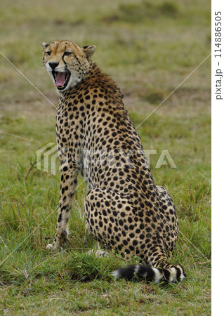 チーター 114886505