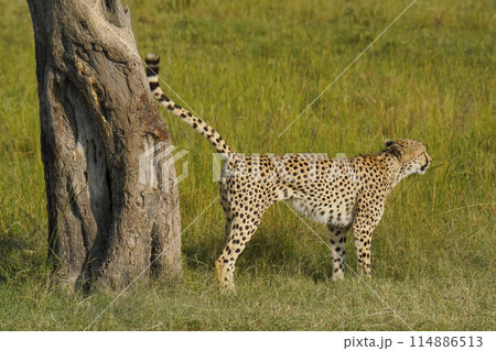 チーター チーター 114886513