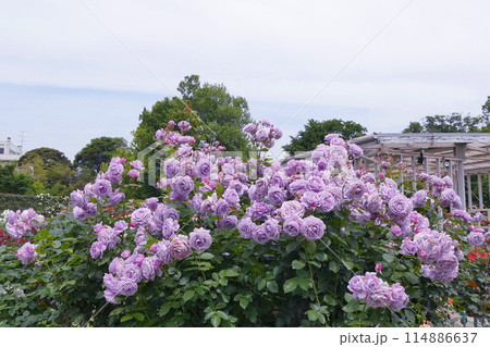 バラ ノヴァーリス Rose Novalis バラ ノヴァーリス Rose Novalis 114886637