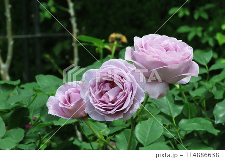 バラ しのぶれど　Rose  Rosa  114886638