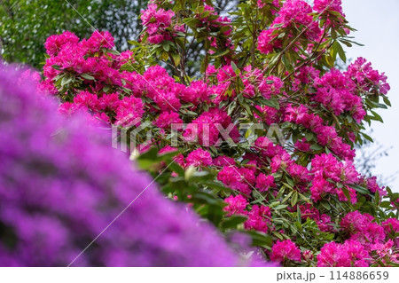 カラフルな芝桜越しに見る満開の赤い西洋シャクナゲの花 カラフルな芝桜越しに見る満開の赤い西洋シャクナゲの花 114886659