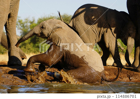 水場のアフリカゾウ 114886701