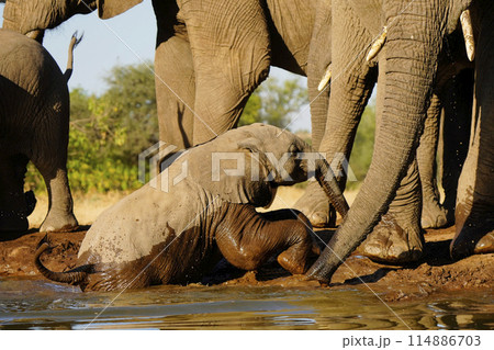 水場のアフリカゾウ 114886703