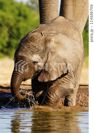 水場のアフリカゾウ 114886709
