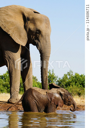 水場のアフリカゾウ 水場のアフリカゾウ 114886711