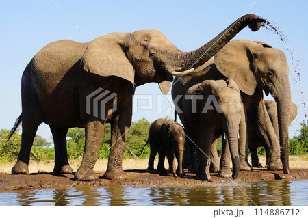 水場のアフリカゾウ 114886712