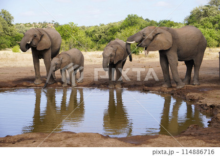 水場のアフリカゾウ 114886716