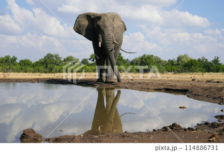 水場のアフリカゾウ 水場のアフリカゾウ 114886731
