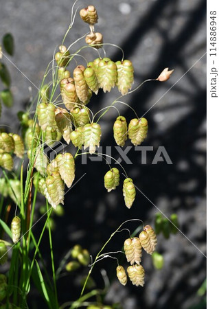 コバンソウ・小判草 コバンソウ・小判草 114886948