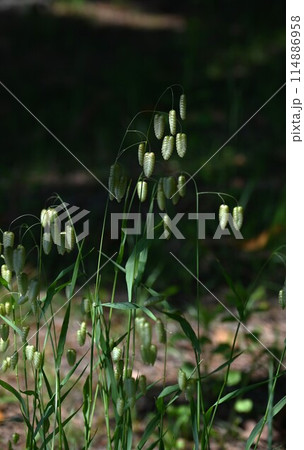 コバンソウ・小判草 114886958