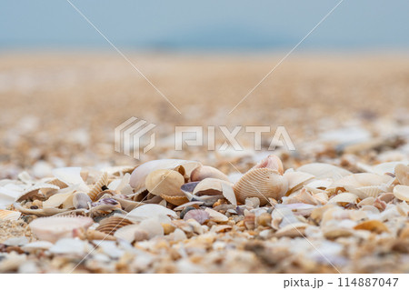 A beach with a large pile of shells scattered across the sand 114887047