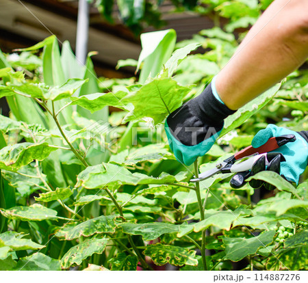 A person is using a pair of scissors to cut a leaf off of a plant A person is using a pair of scissors to cut a leaf off of a plant 114887276