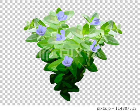 Water Bacopa (with flowers) 114887315