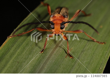 生き物　昆虫　ムモンチャイロホソバネカミキリ、カミキリムシにしては優しい顔？ 114887365