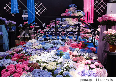 とちぎ花センターの新品種紫陽花（天の川イメージ） 114887510