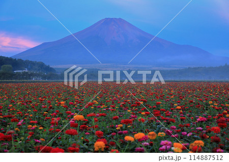 朝霧にけむる百日草咲く山中湖花の都公園から望む富士山 朝霧にけむる百日草咲く山中湖花の都公園から望む富士山 114887512