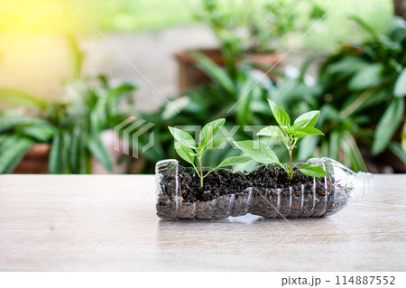 A bottle of water is filled with dirt and a few small plants A bottle of water is filled with dirt and a few small plants 114887552