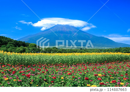 百日草と向日葵咲く山中湖花の都公園から望む笠富士 114887663