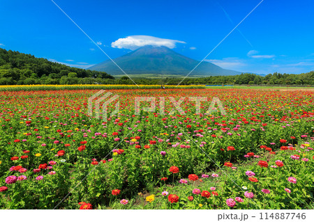 百日草咲く山中湖花の都公園から望む笠富士 百日草咲く山中湖花の都公園から望む笠富士 114887746