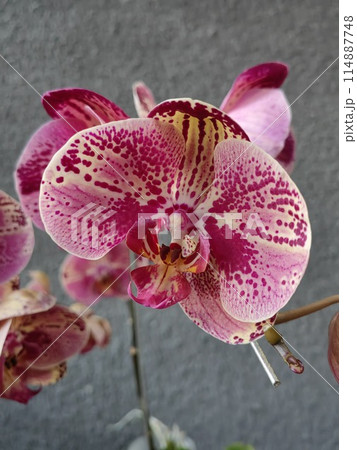 orchid flower in garden orchid flower in garden 114887748