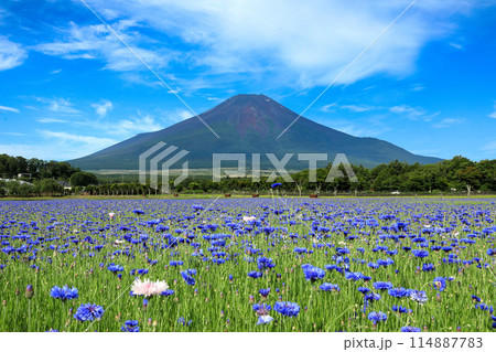 矢車菊咲く山中湖花の都公園から望む富士山 矢車菊咲く山中湖花の都公園から望む富士山 114887783