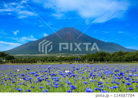 矢車菊咲く山中湖花の都公園から望む富士山 114887784