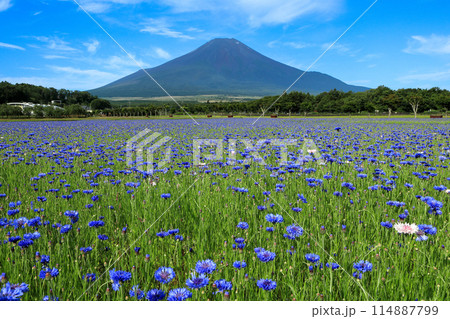 矢車菊咲く山中湖花の都公園から望む富士山 114887799