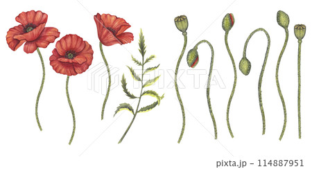 Red poppy flowers banner set. Memorial Day in USA, Anzac Day in Australia. Remember and honor. Meadow wild blossom, field blooming. Hand drawn watercolor illustration isolated background. Red poppy flowers banner set. Memorial Day in USA, Anzac Day in Australia. Remember and honor. Meadow wild blossom, field blooming. Hand drawn watercolor illustration isolated background. 114887951