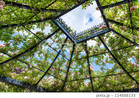 神奈川県横浜市　横浜イングリッシュガーデンのバラ 114888133