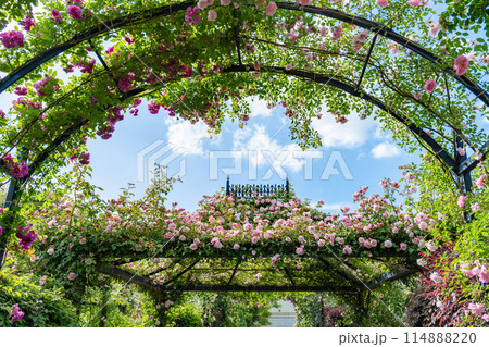 神奈川県横浜市　横浜イングリッシュガーデンのバラ 114888220