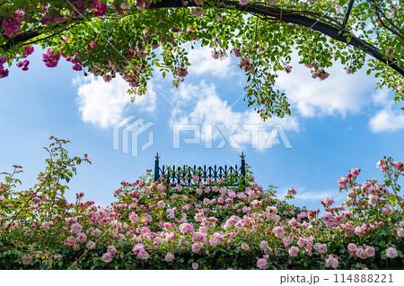 神奈川県横浜市　横浜イングリッシュガーデンのバラ 114888221