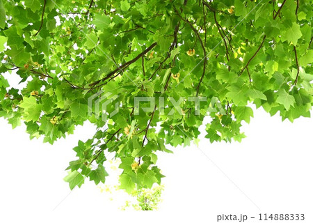 ユリノキの花 114888333