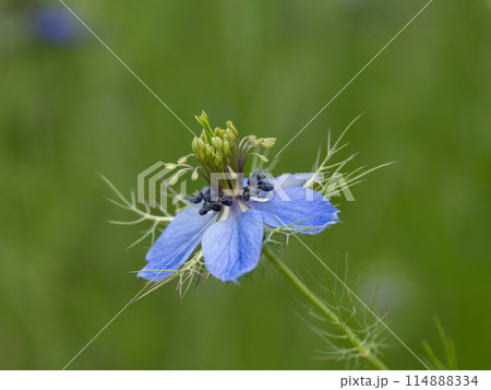 青いニゲラの花 青いニゲラの花 114888334