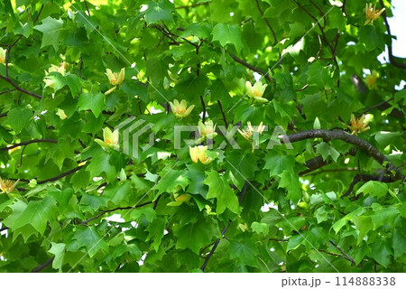ユリノキの花 ユリノキの花 114888338