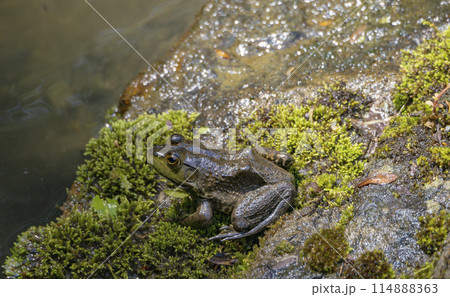 庭園の池のウシガエル 114888363