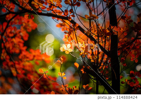 紅葉した桜の木 114888424