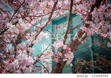 都会の中に桜のある風景 114888589